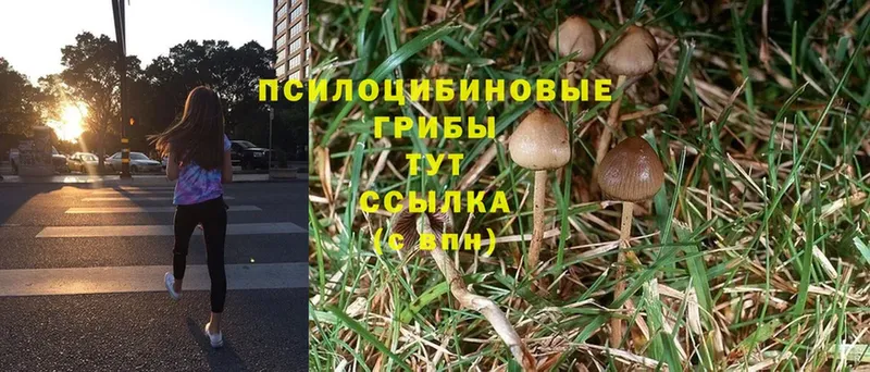 Галлюциногенные грибы Psilocybine cubensis  Андреаполь 